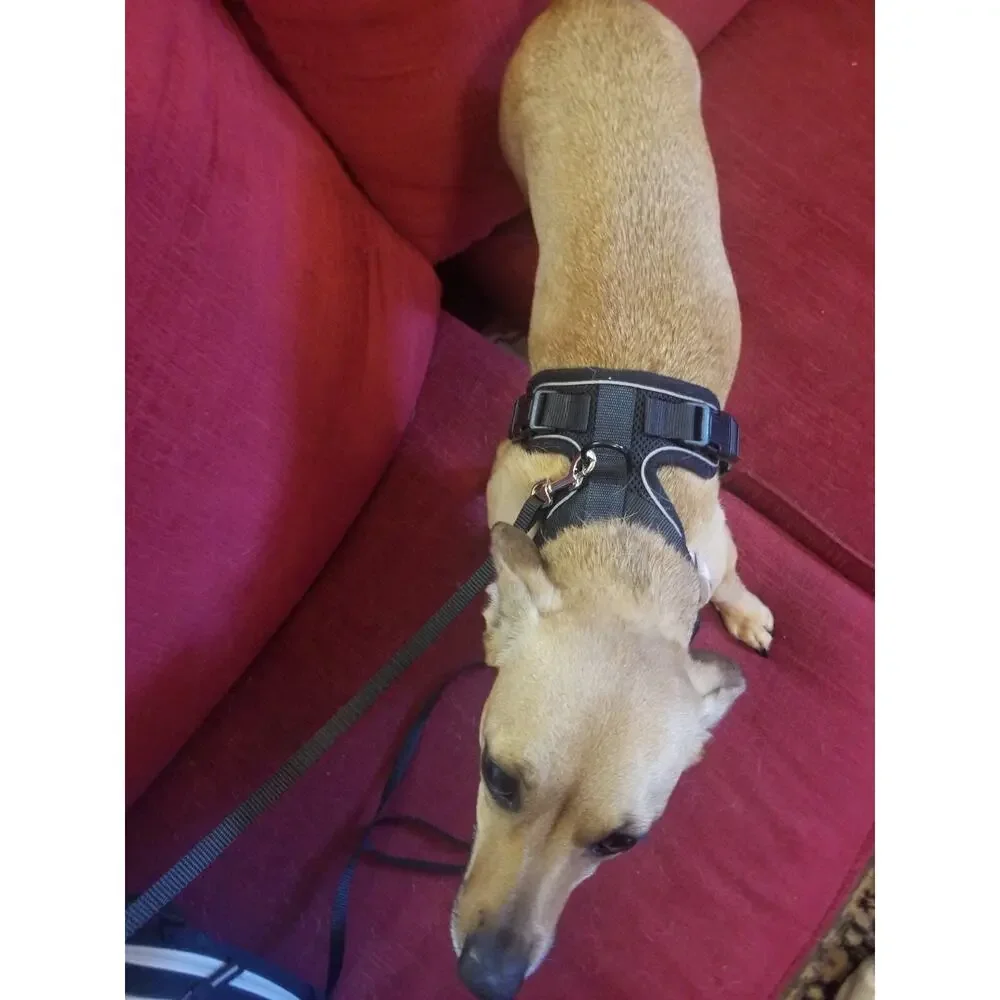 Cat Harness and Leash Dog Harness Size Small Black Megaplex